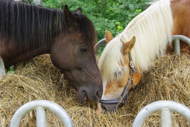 Unsere lieben Pferde am Hof